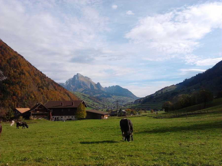 Vergrösserte Ansicht: Landschaft mit weidenden Kühen vor Bergen