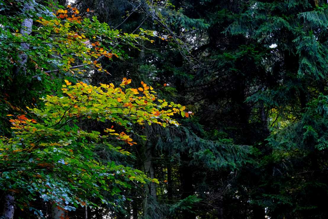 Enlarged view: Photo with autumn Leaves