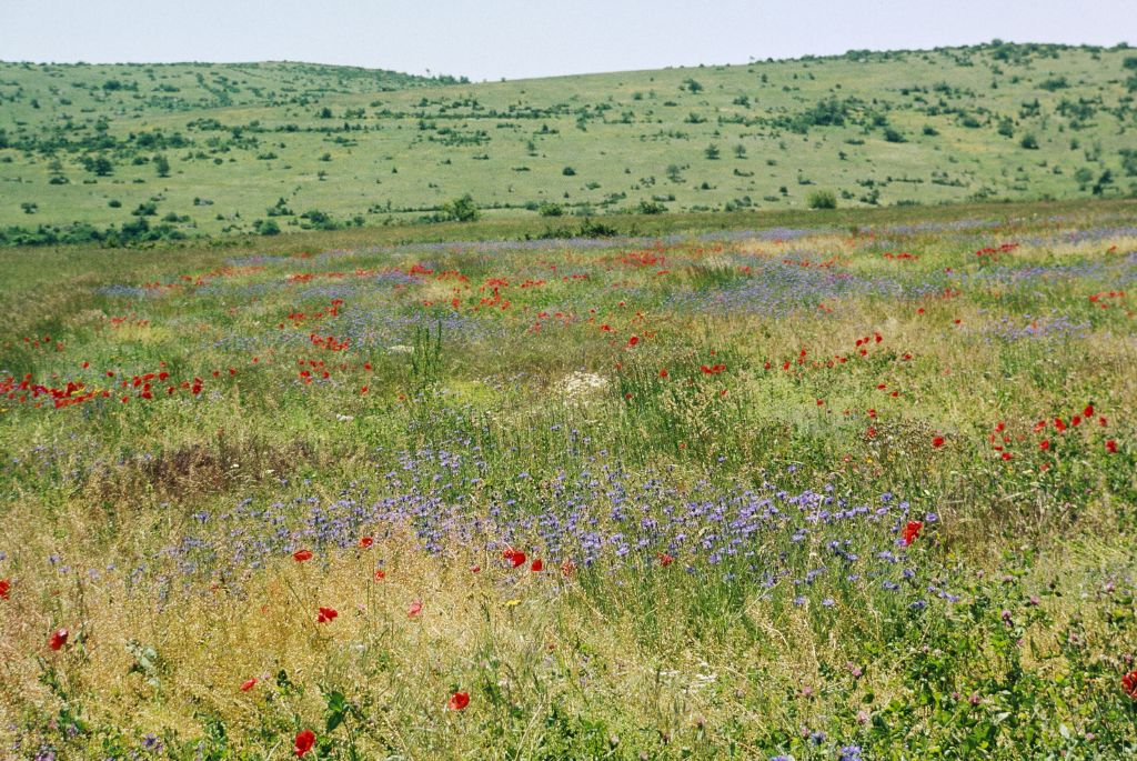 Enlarged view: Flower meadow