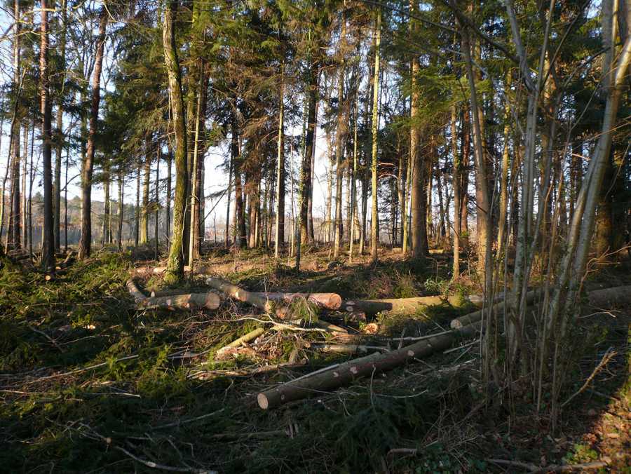 Enlarged view: Photo with felled trees in the forest