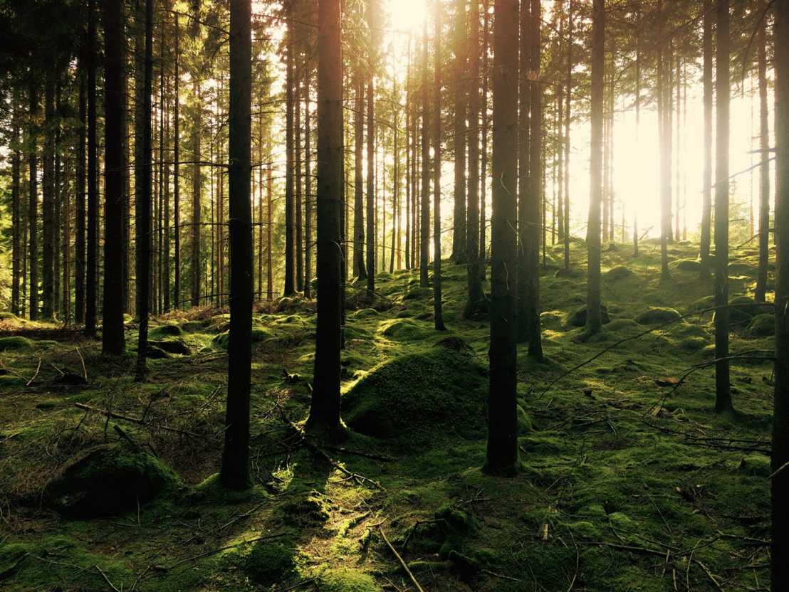 Vergrösserte Ansicht: Foto eines Waldes in Schweden