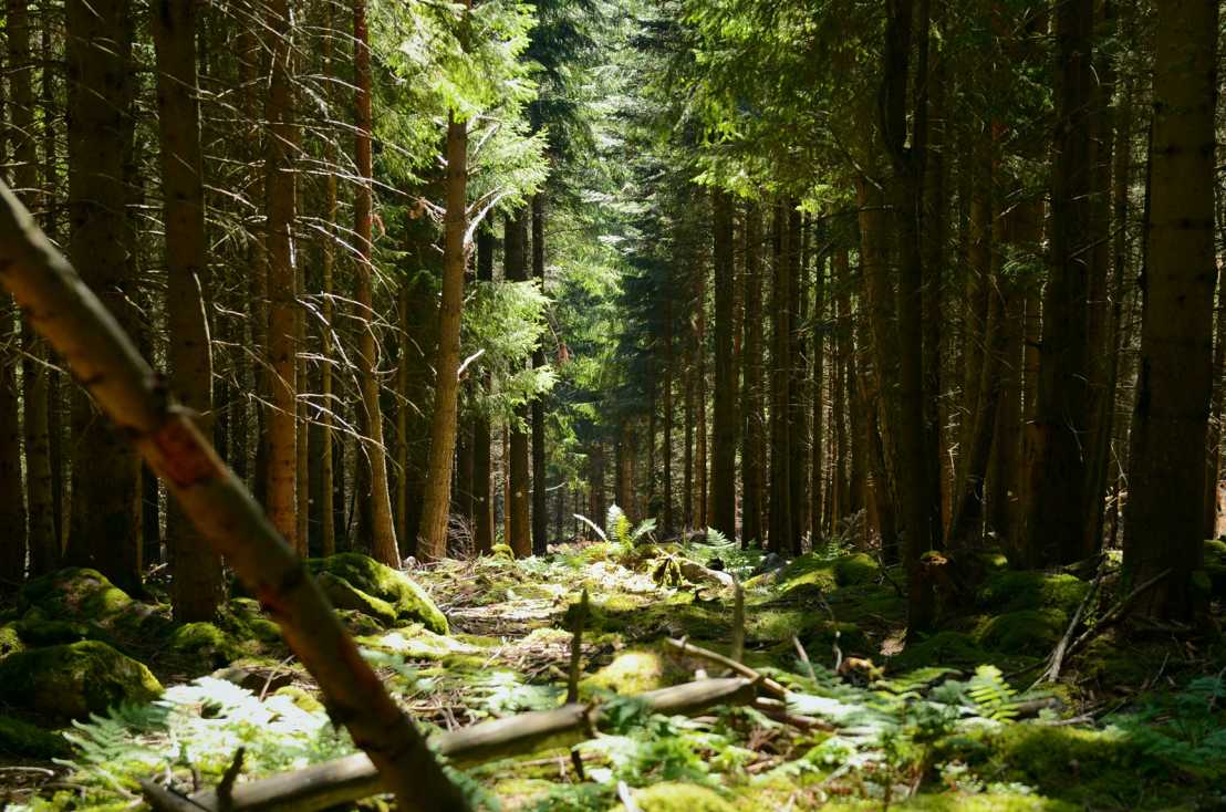 Vergrösserte Ansicht: Foto eines Waldes in Frankreich