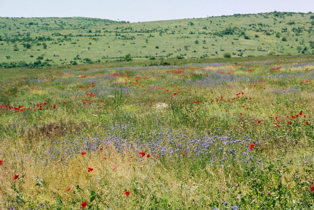 Vergrösserte Ansicht: Blumenwiese